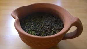 WP_20150403_13_51_24_Pro