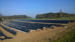Spargel wächst unter Plastik