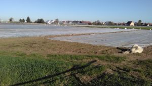 Gemüseanbau unter Plastikplanen